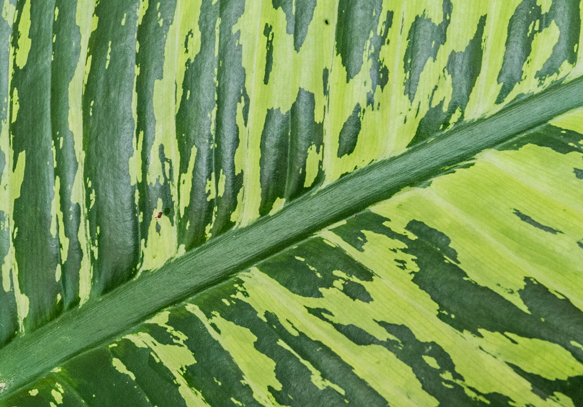Green Leaf