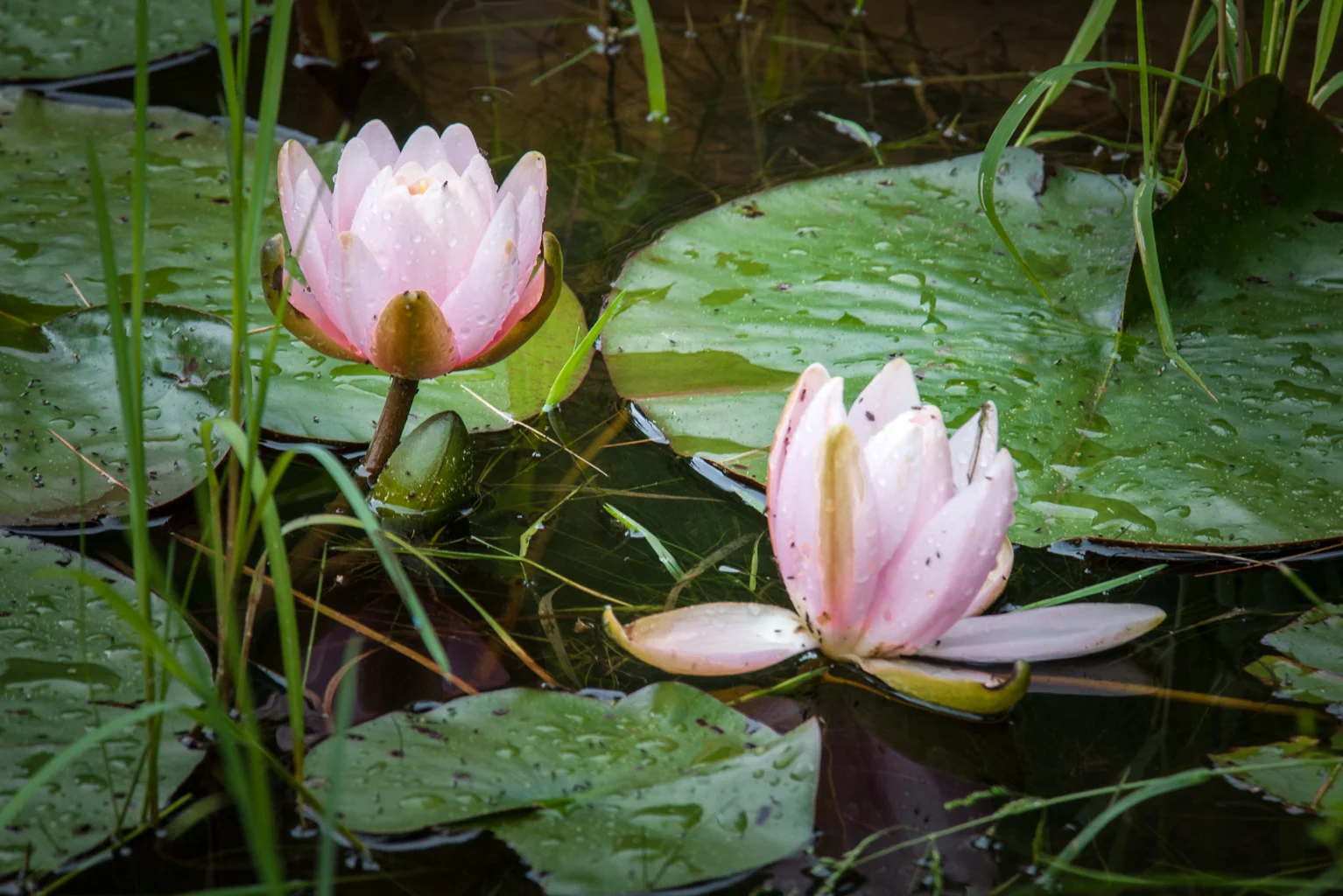 Lilly Pond