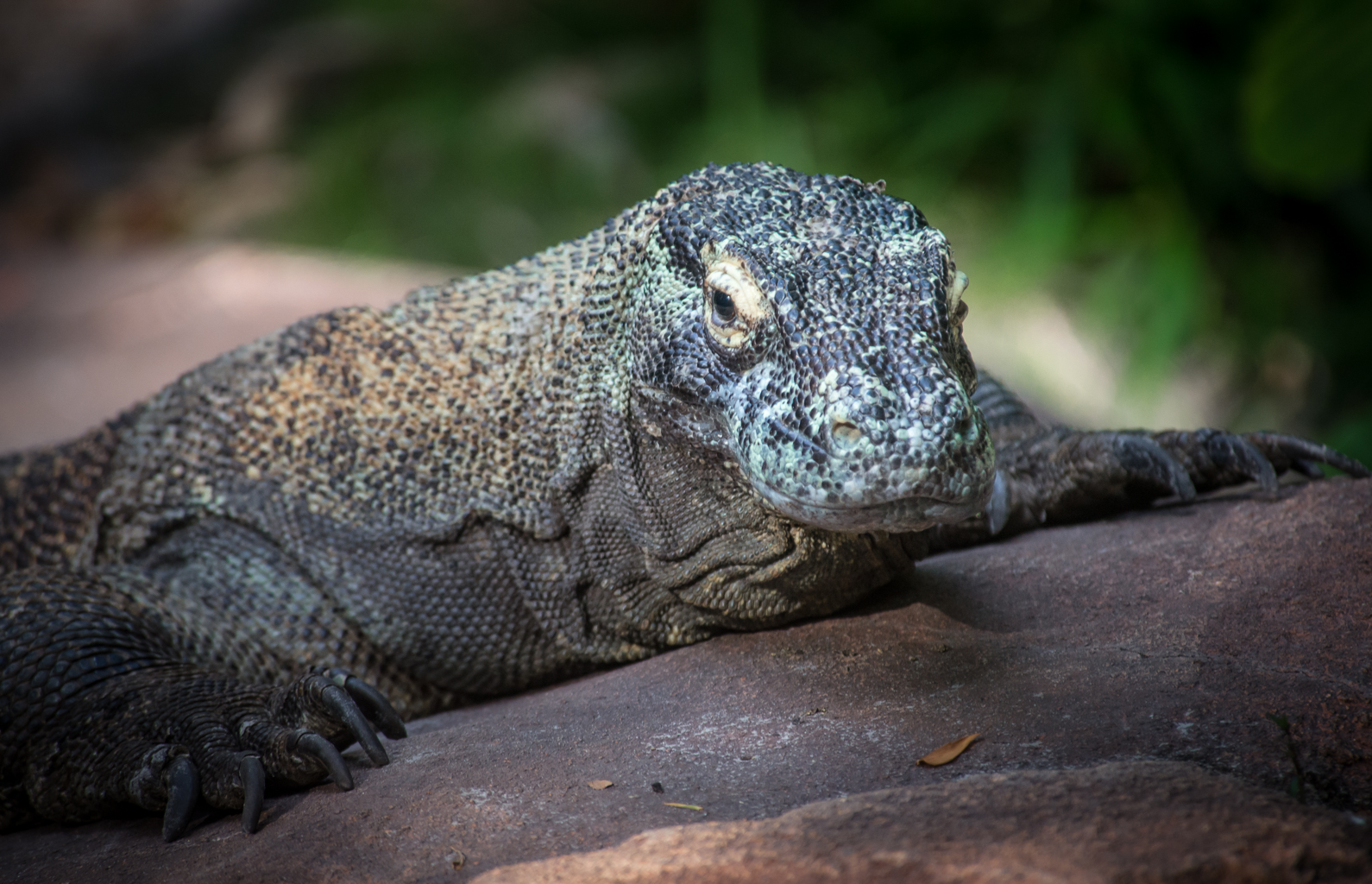 Waiting Lizzard