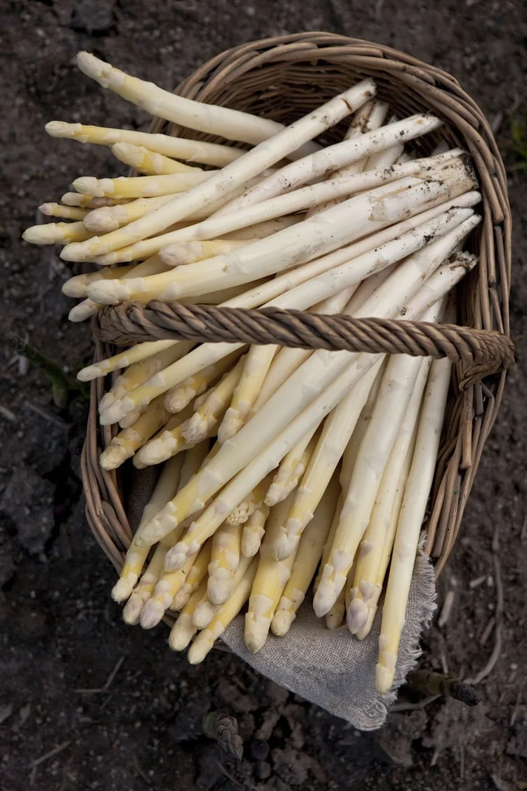 Asparagus+Farm-92.jpg