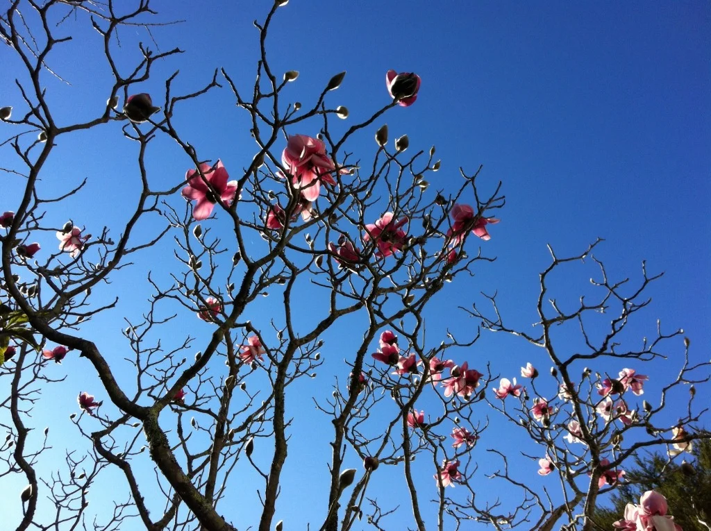 Beautiful things we see daily