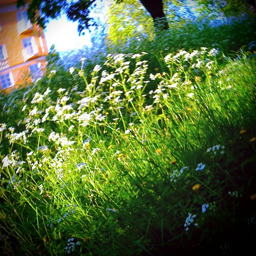iPhone photography: The hill with wild flowers
