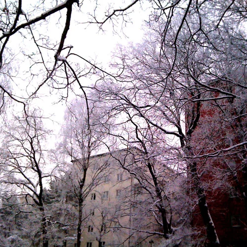 snowytrees.jpg