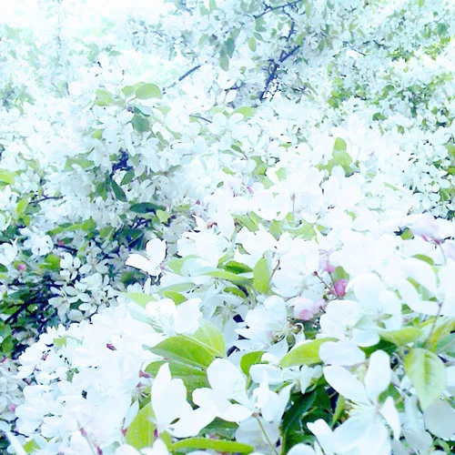 iPhone photography: in the orchard 
