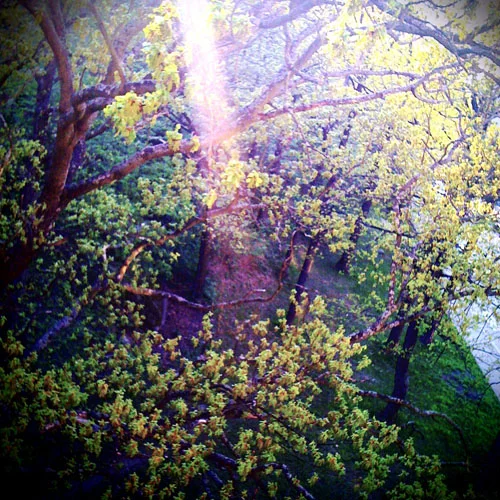iPhone photography: ray of sun in the park