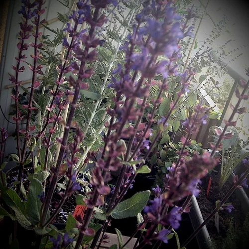 iPhone photography: blue garden