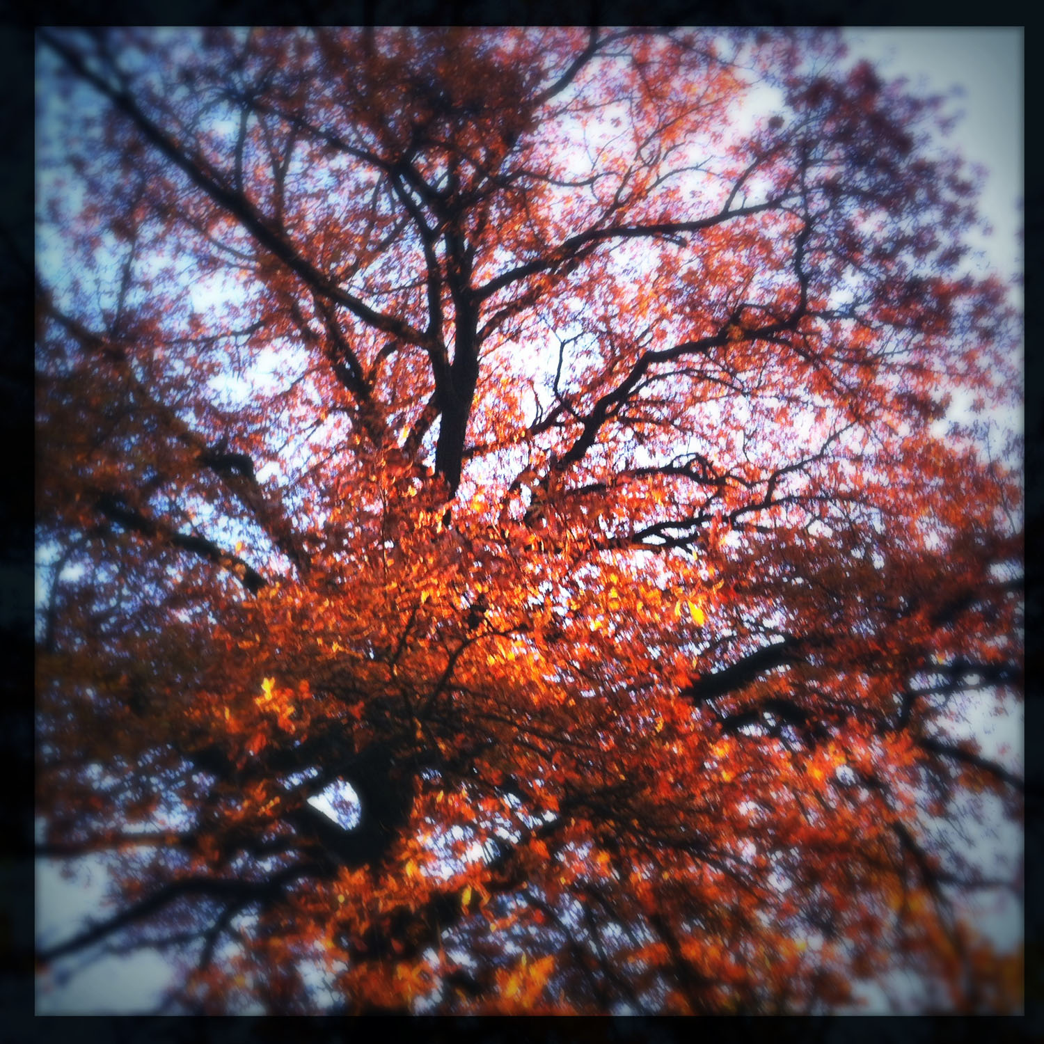 mobile photography: autumn colours