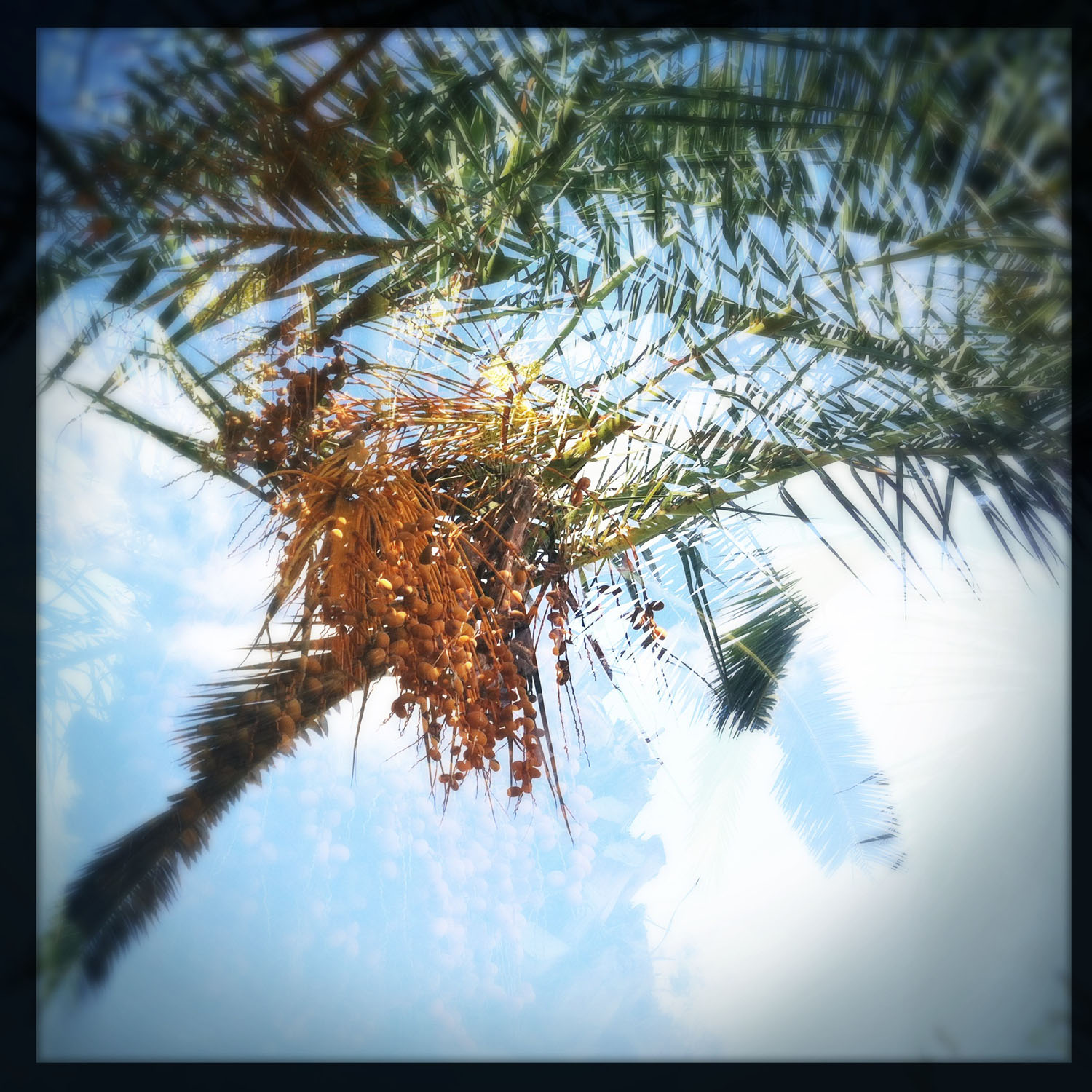 mobile photography: date palm