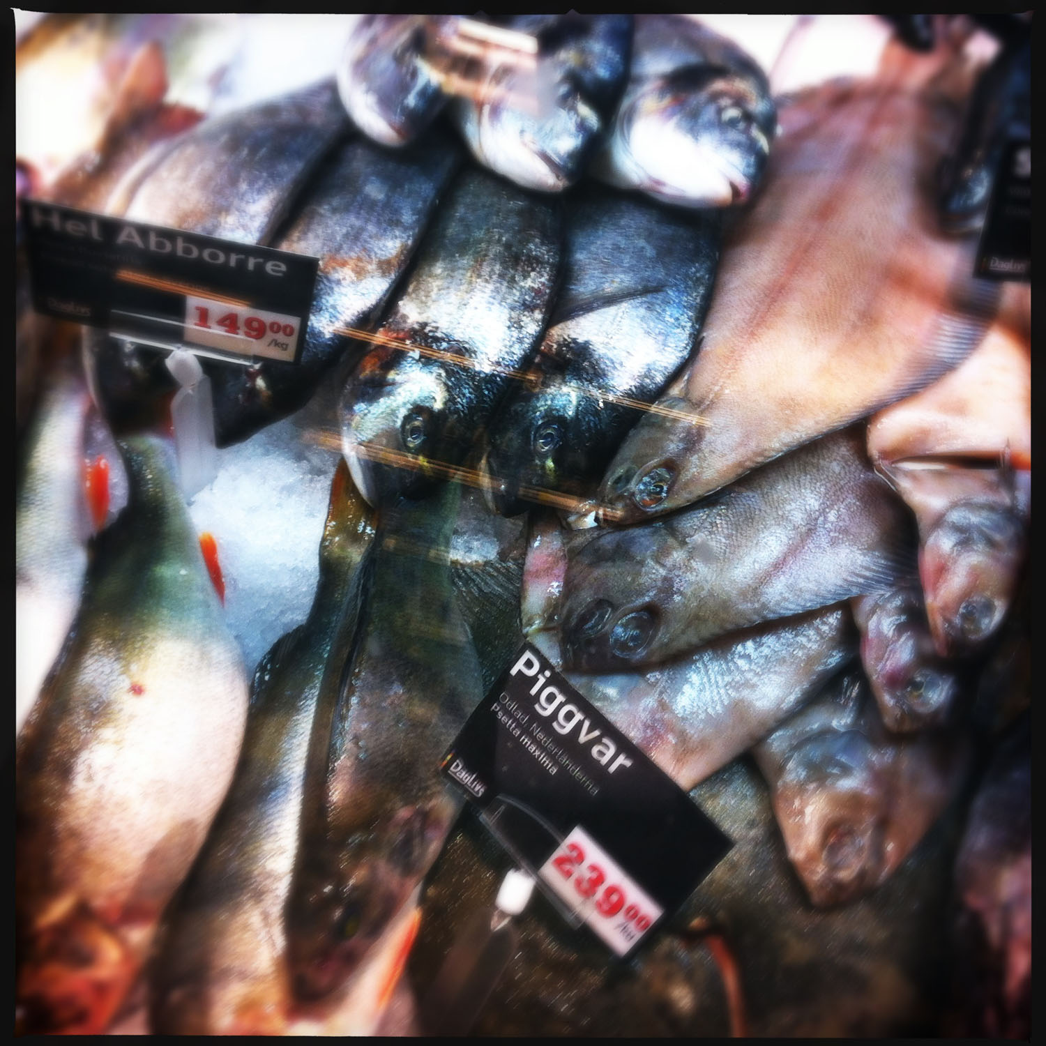 mobile photography: at the fish market
