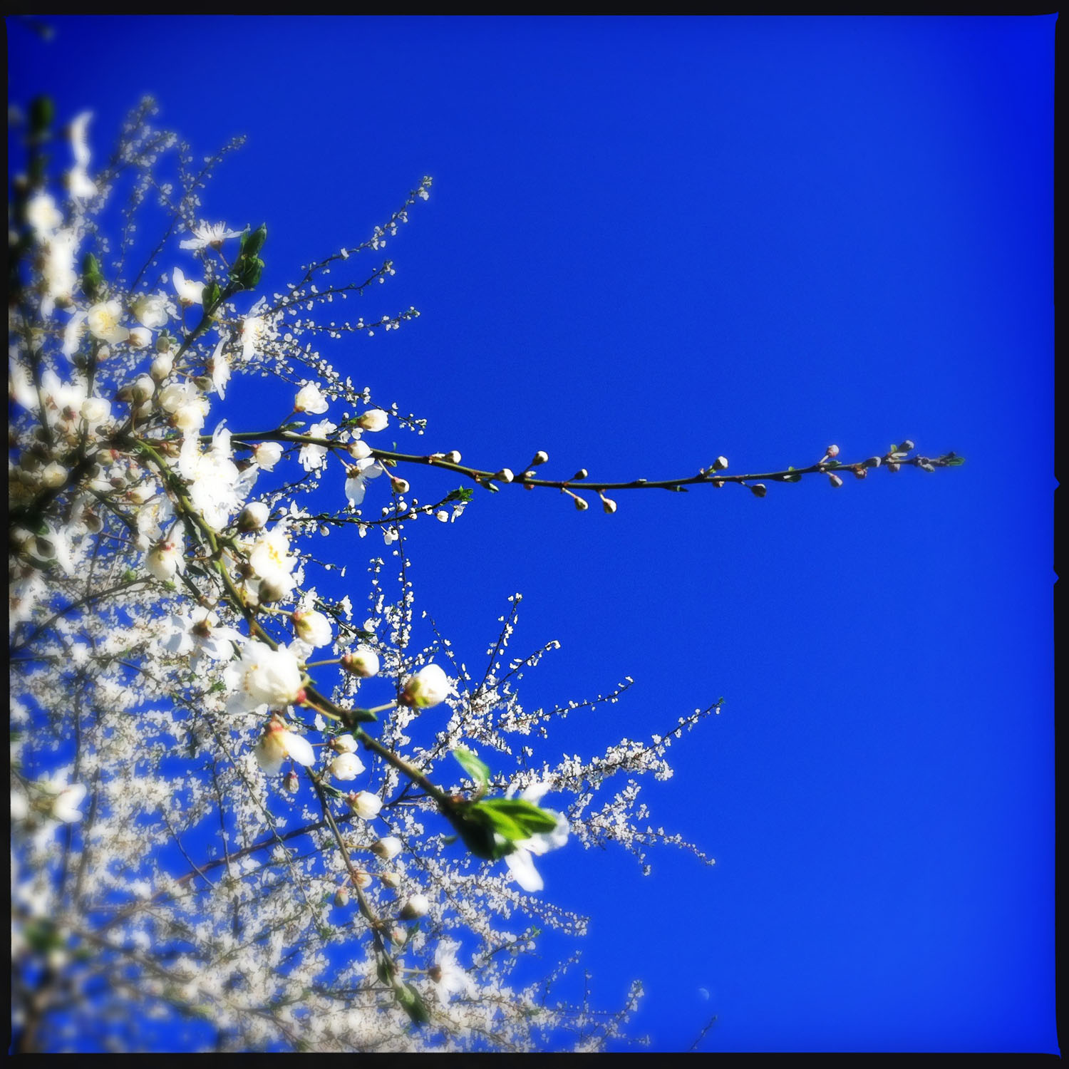 mobile photography: spring blossoms