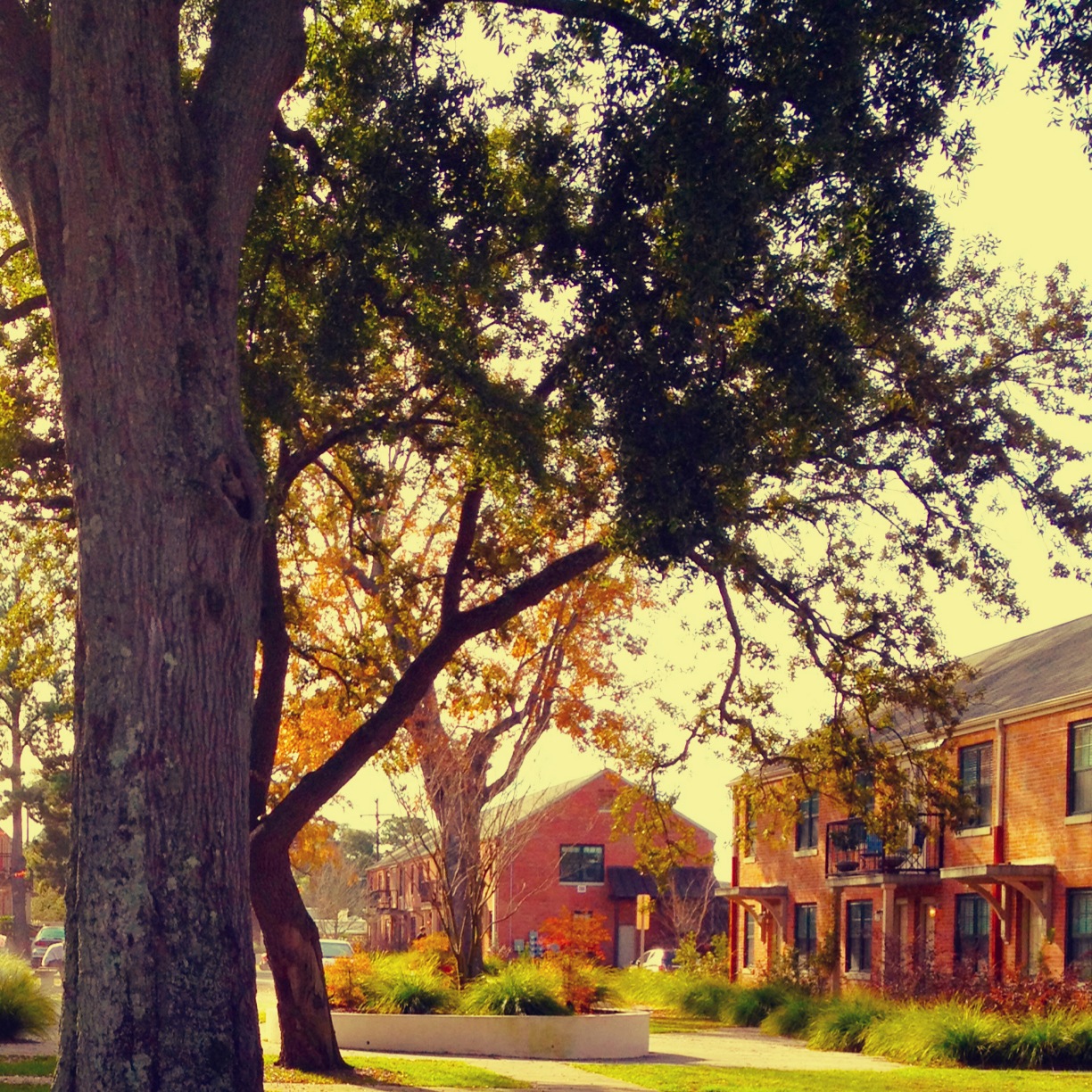 "Delight" Filter