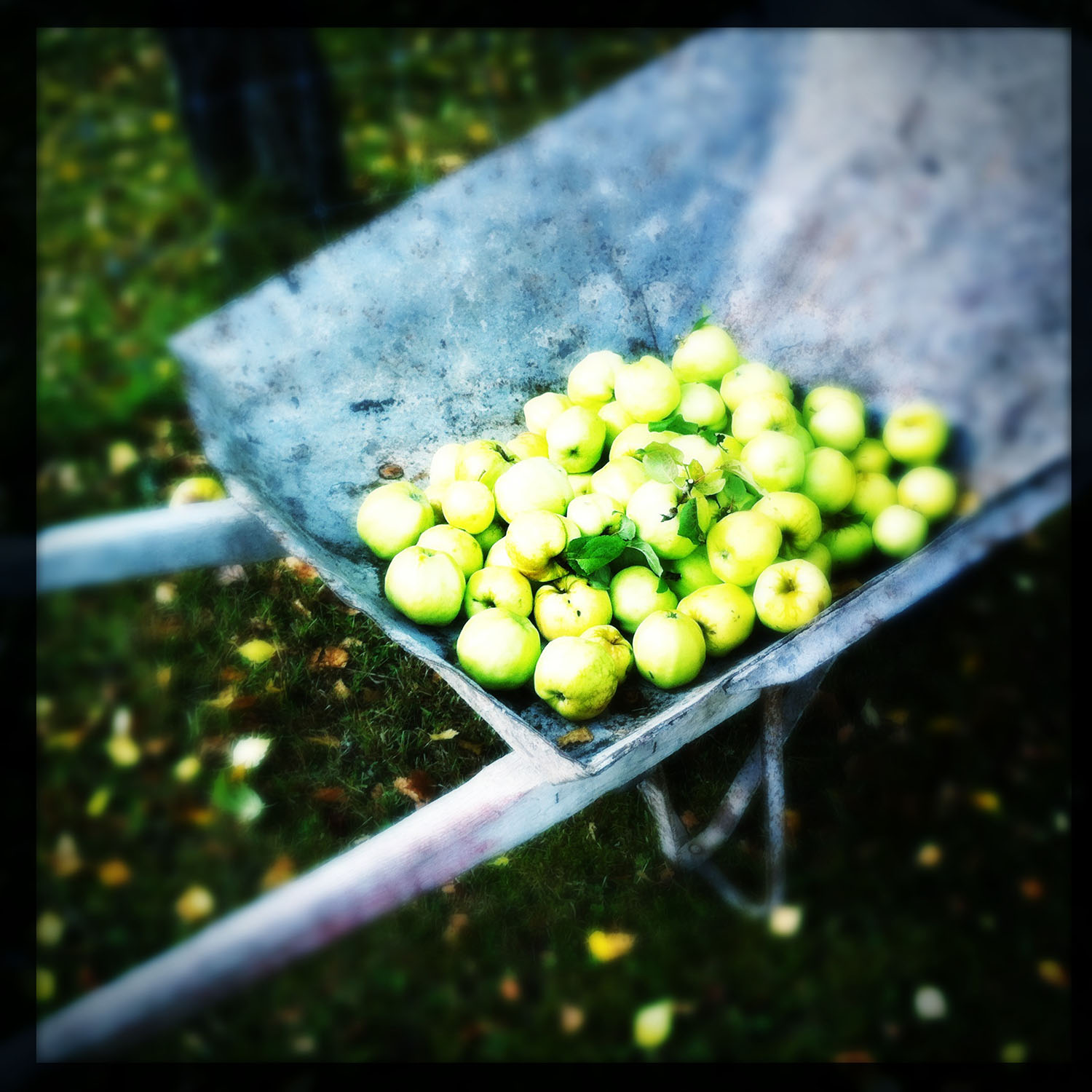 apple-harvest.JPG