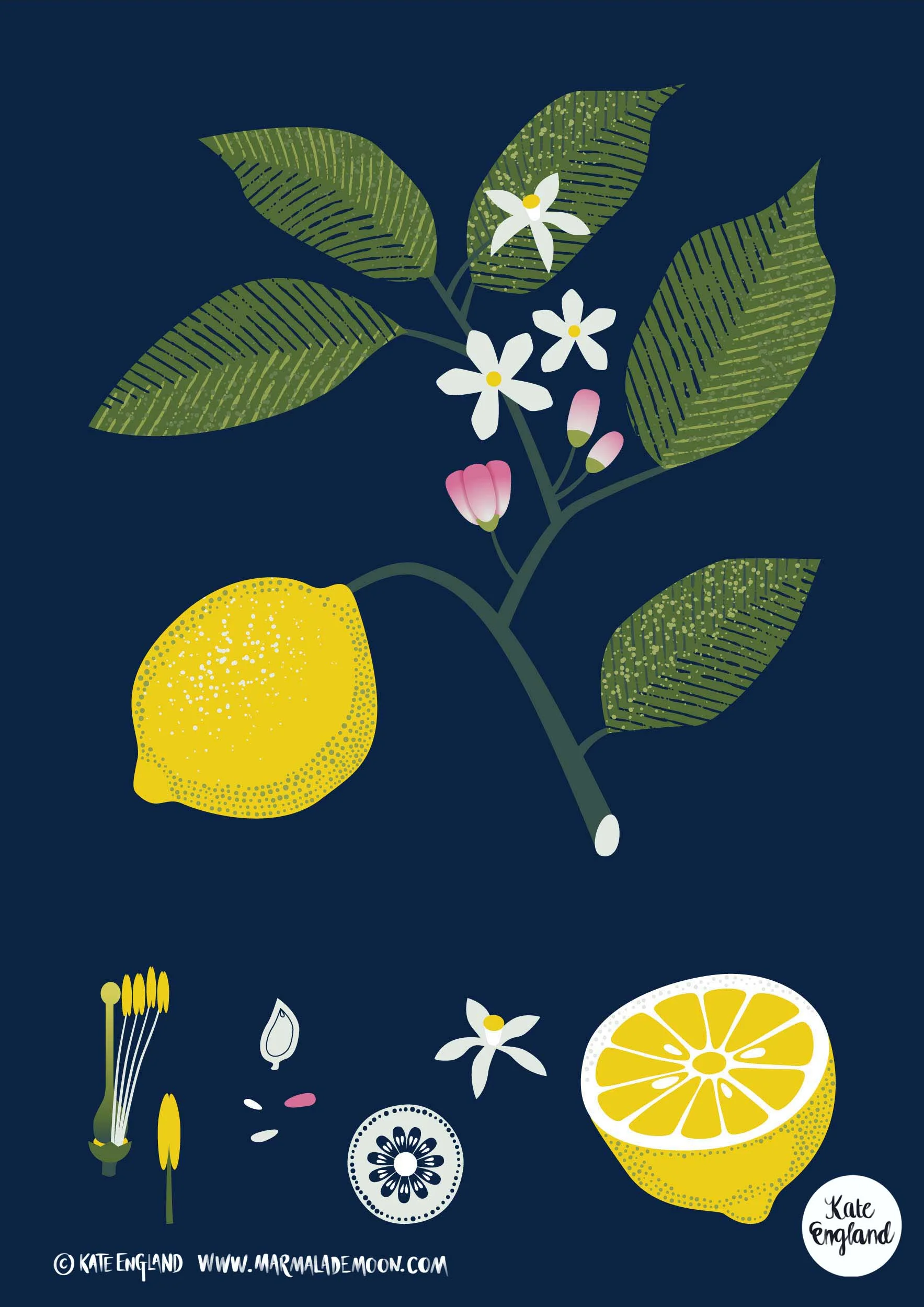 Citrus limon. Botanical Illustration of lemon. 