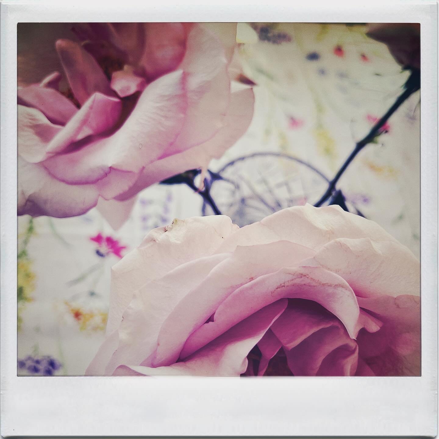 Tack f&ouml;r de ljuvliga blommorna och den trevliga pratstunden @blomsterrabatten 

Idag blev det magnifika rosor Secret Garden och dramatiska Pennisetum Purple Baron (fountain grass, p&auml;rlhirs) African Breeze. Fredag idag! #fredh&auml;ll #blomm