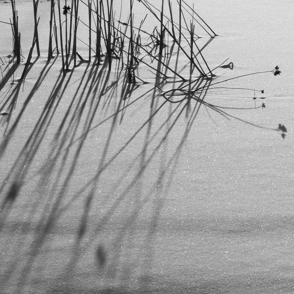 Pond Weeds in Snow