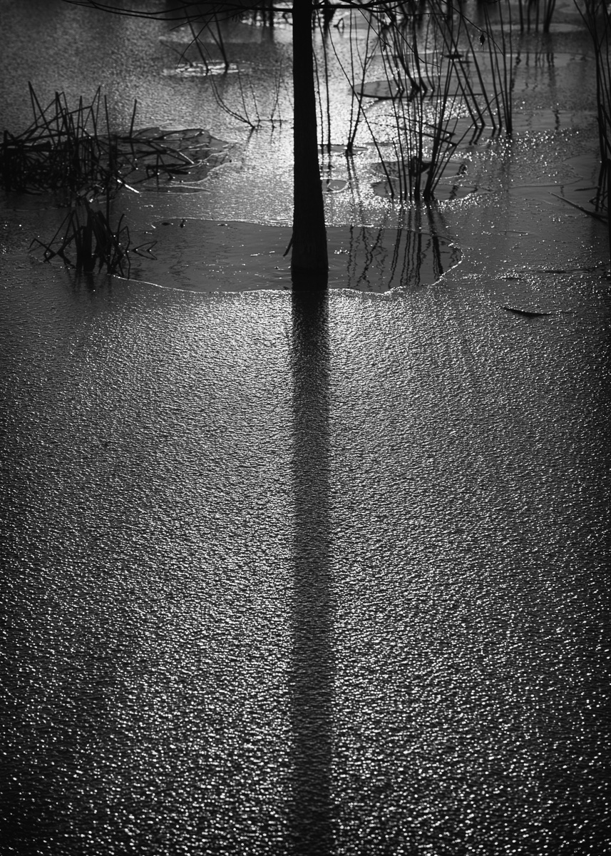 Pond Shadows