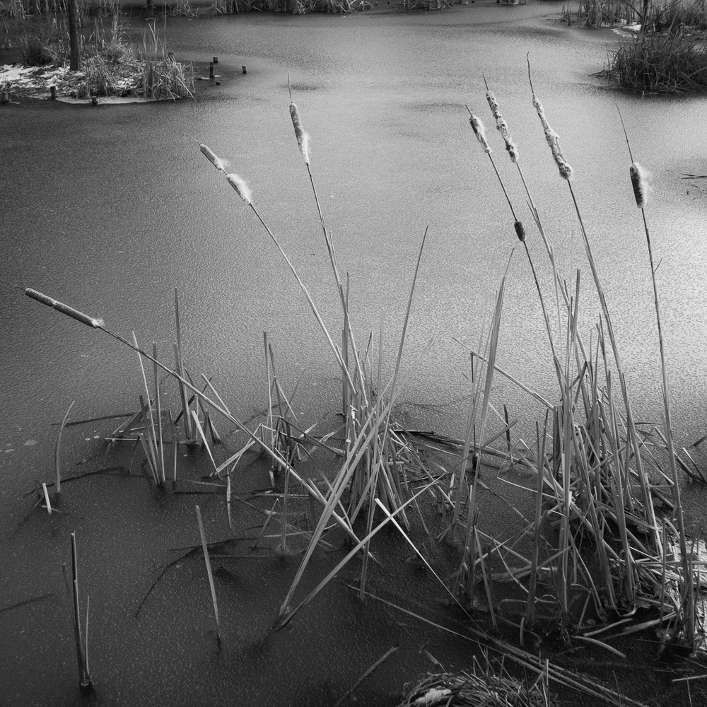 Cattails in Ice