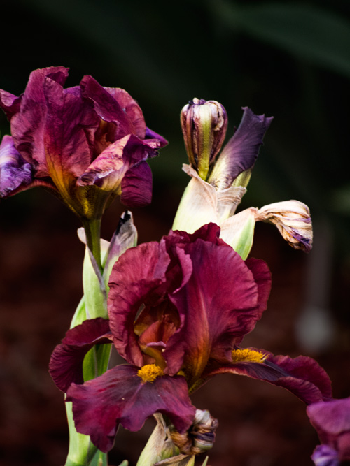2012-irises-2.jpg