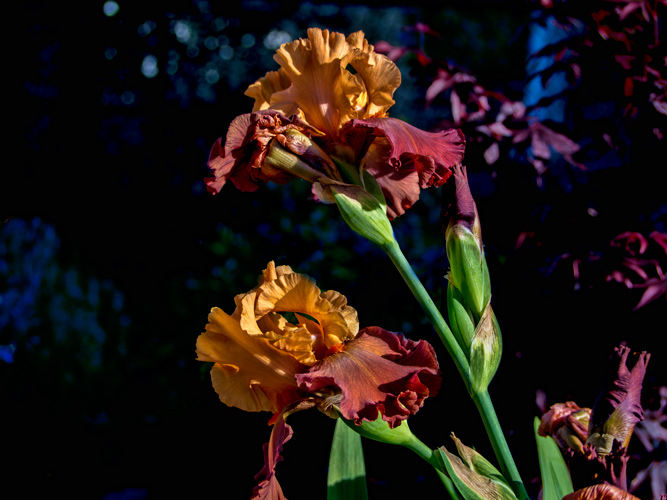 2012-gold-rust-irises.jpg
