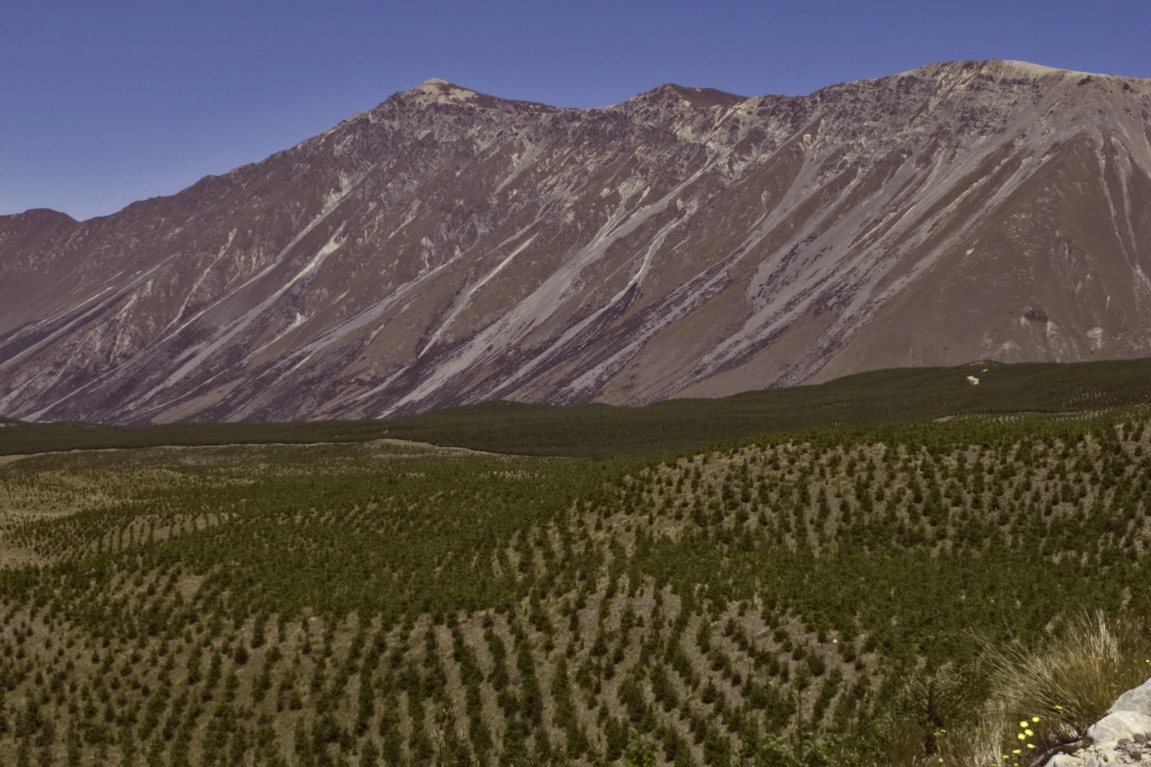 Young plantation New Zealand