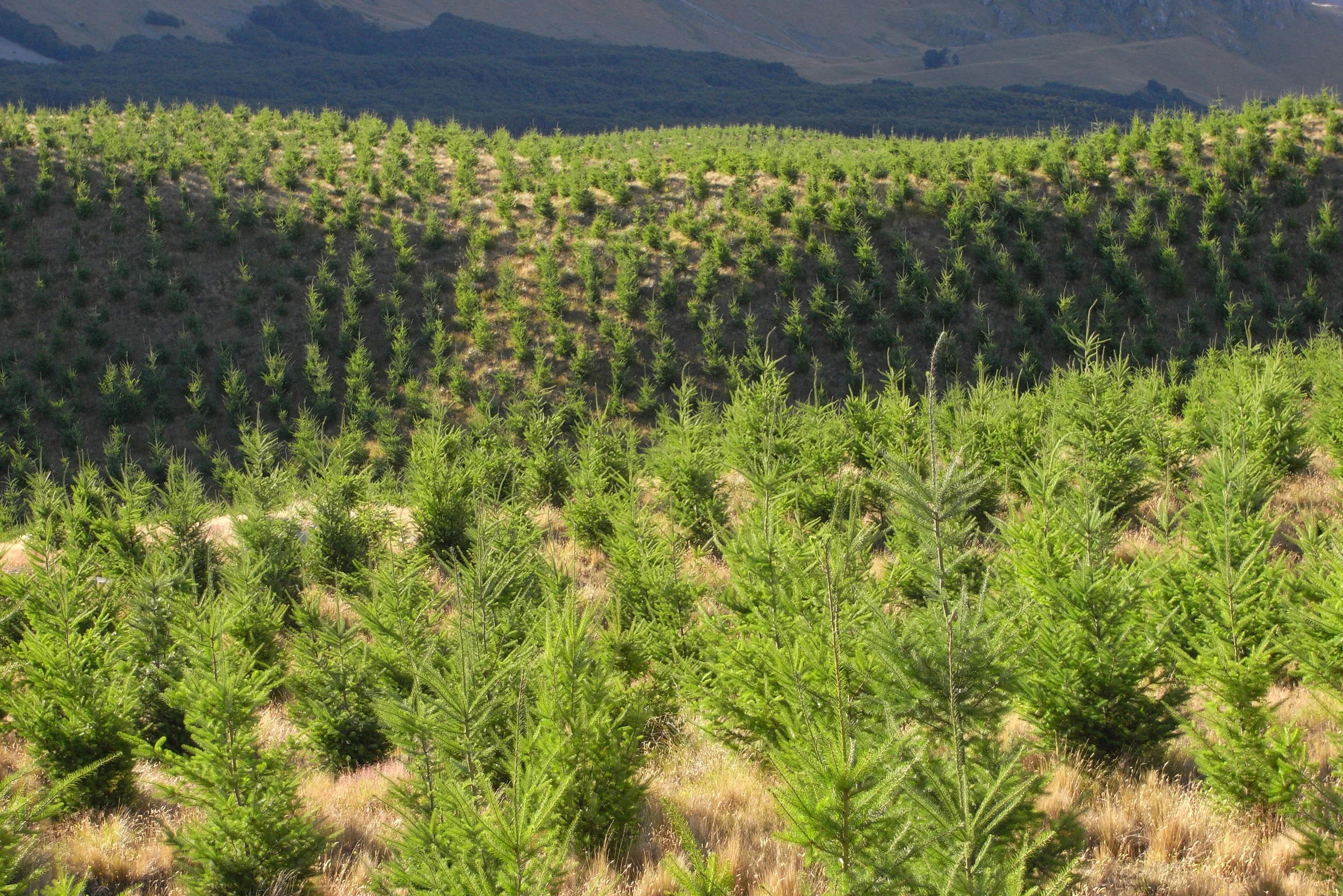 Douglas fir plantation New Zealand