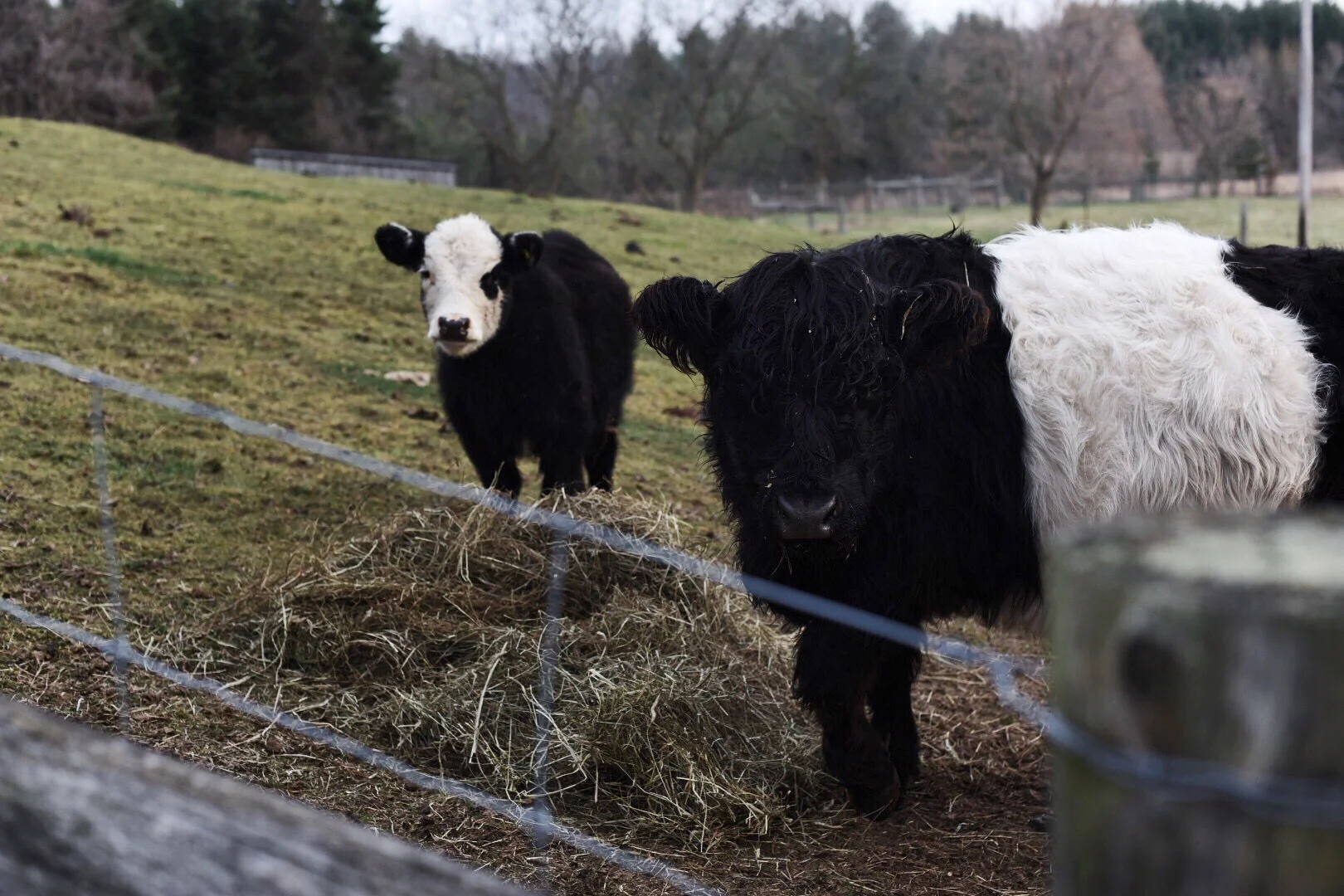 The Gift of Ontario : A drive through Hamilton's country side