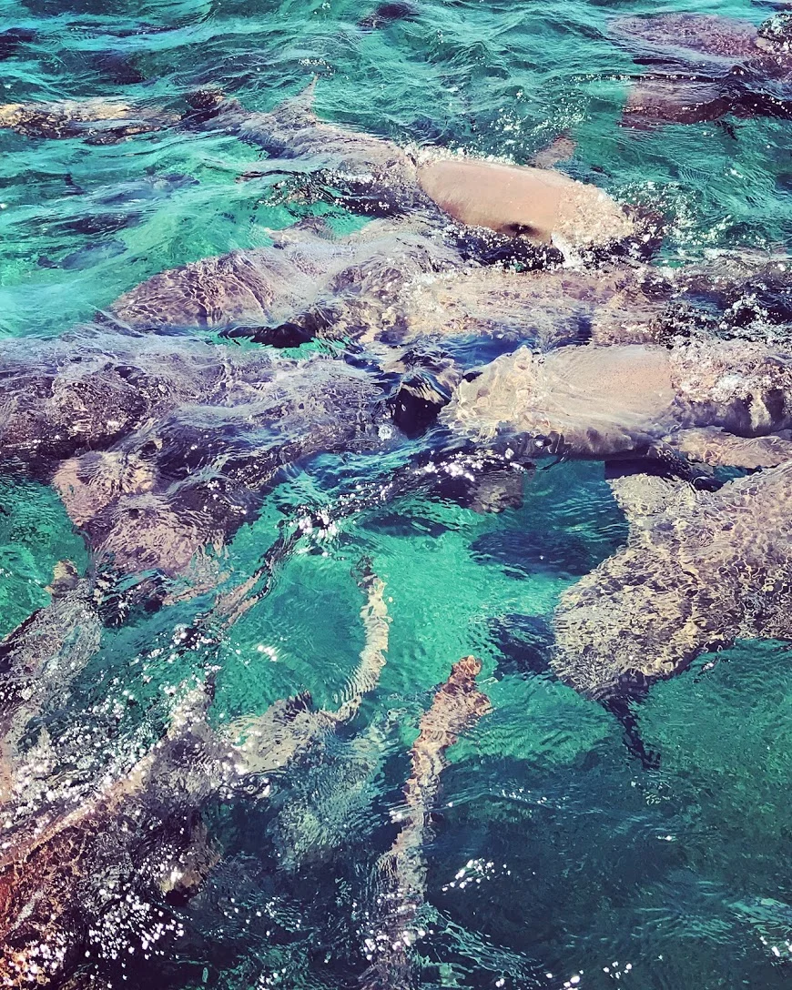 shark and ray alley.JPG