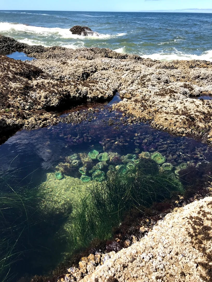 tidepool.jpg