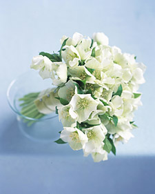 HelleborusBouquet.jpg