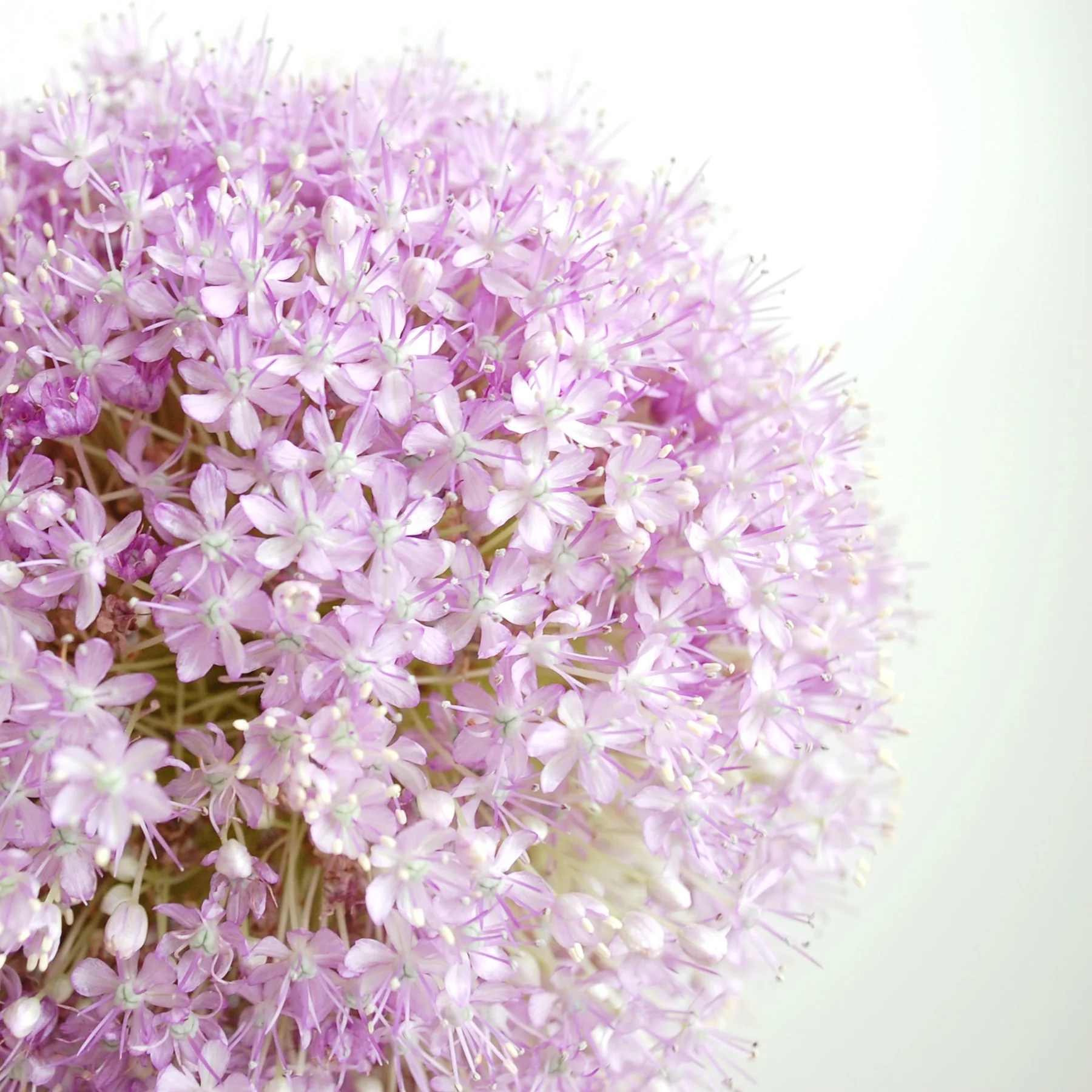 Allium A spring bloom.
