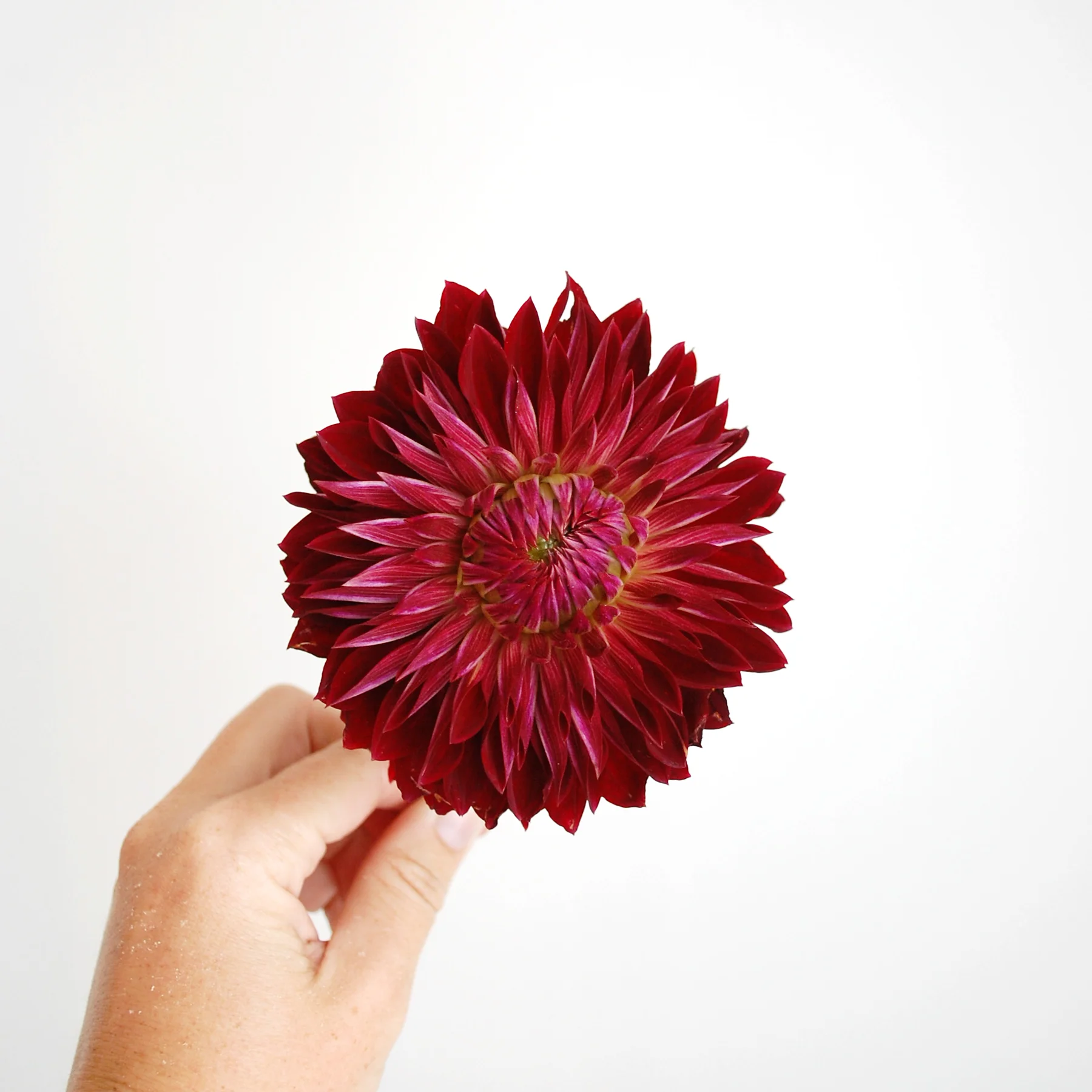 Dahlia