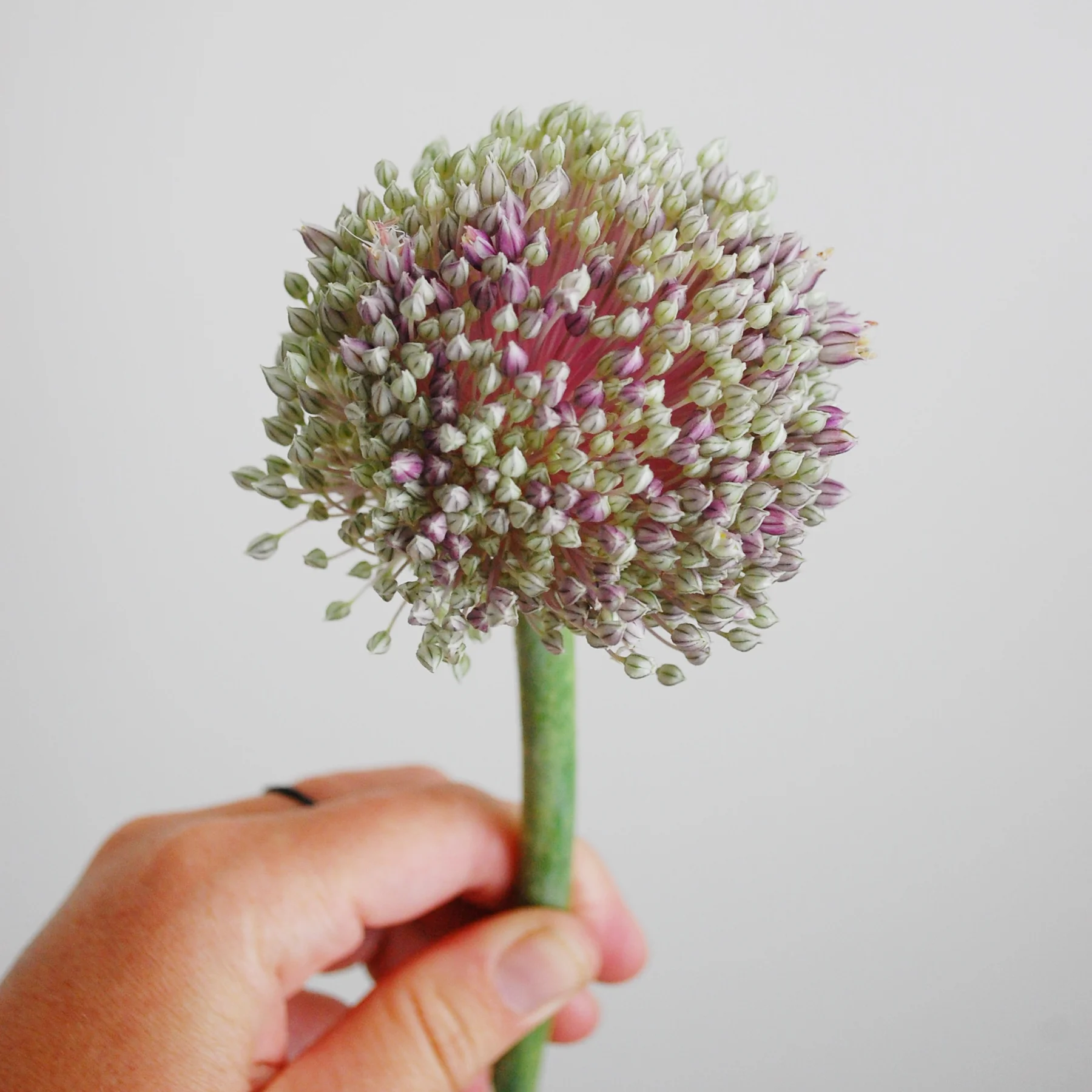 Onion Bloom