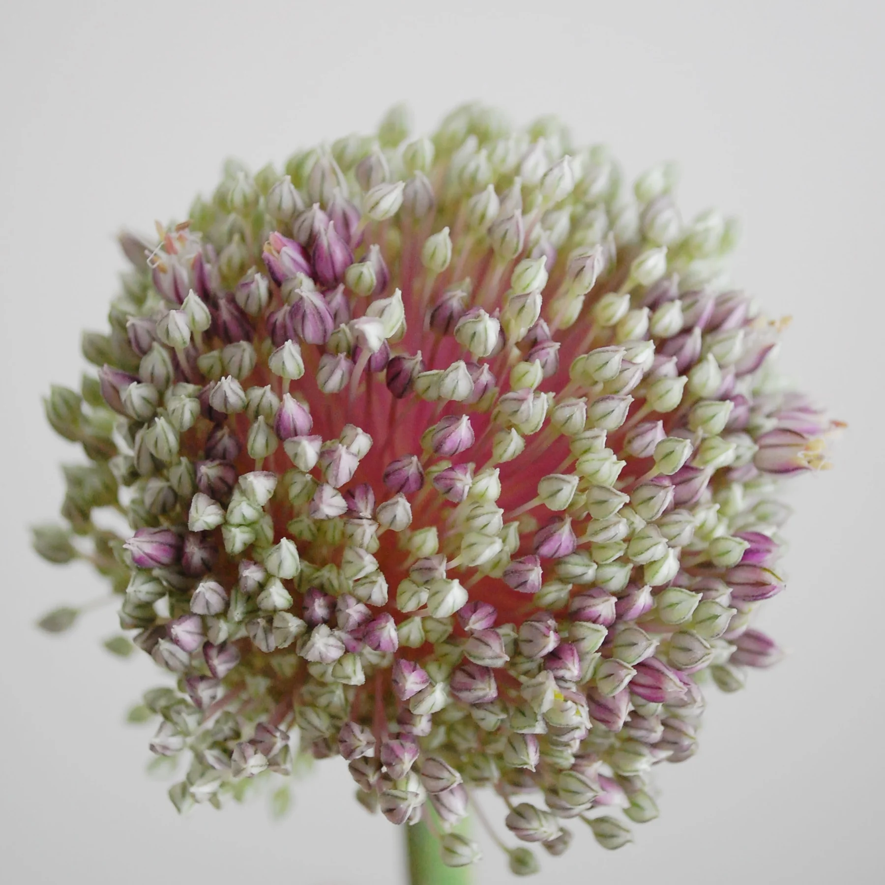 Onion Bloom
