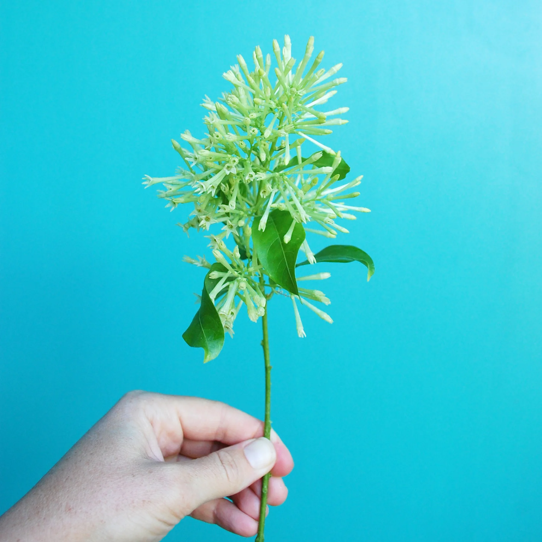 Inspir_Night-cestrum-01.jpg