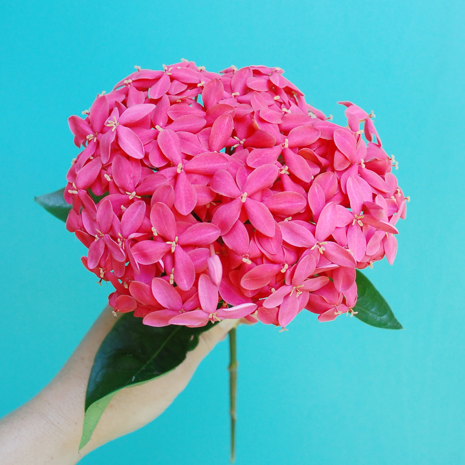 Pink Bush Flower