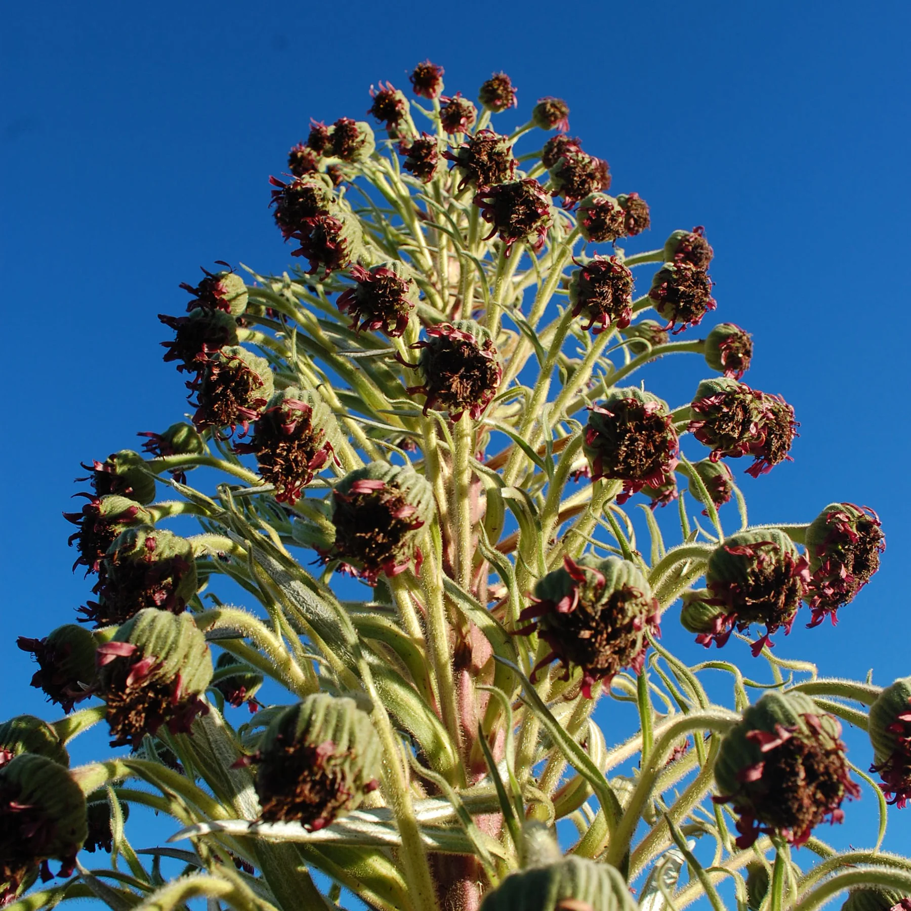 Silversword-ahinahina-blooms.jpg
