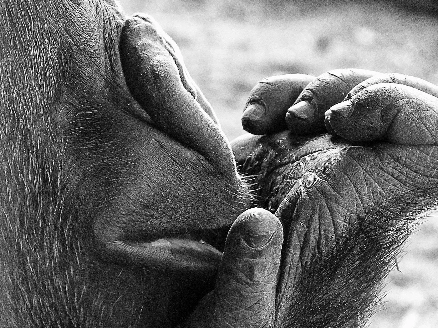 Silverback Gorilla Eating
