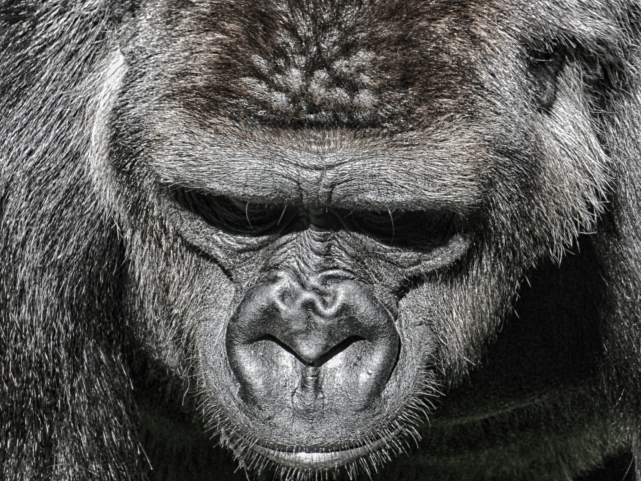 Silverback Gorilla
