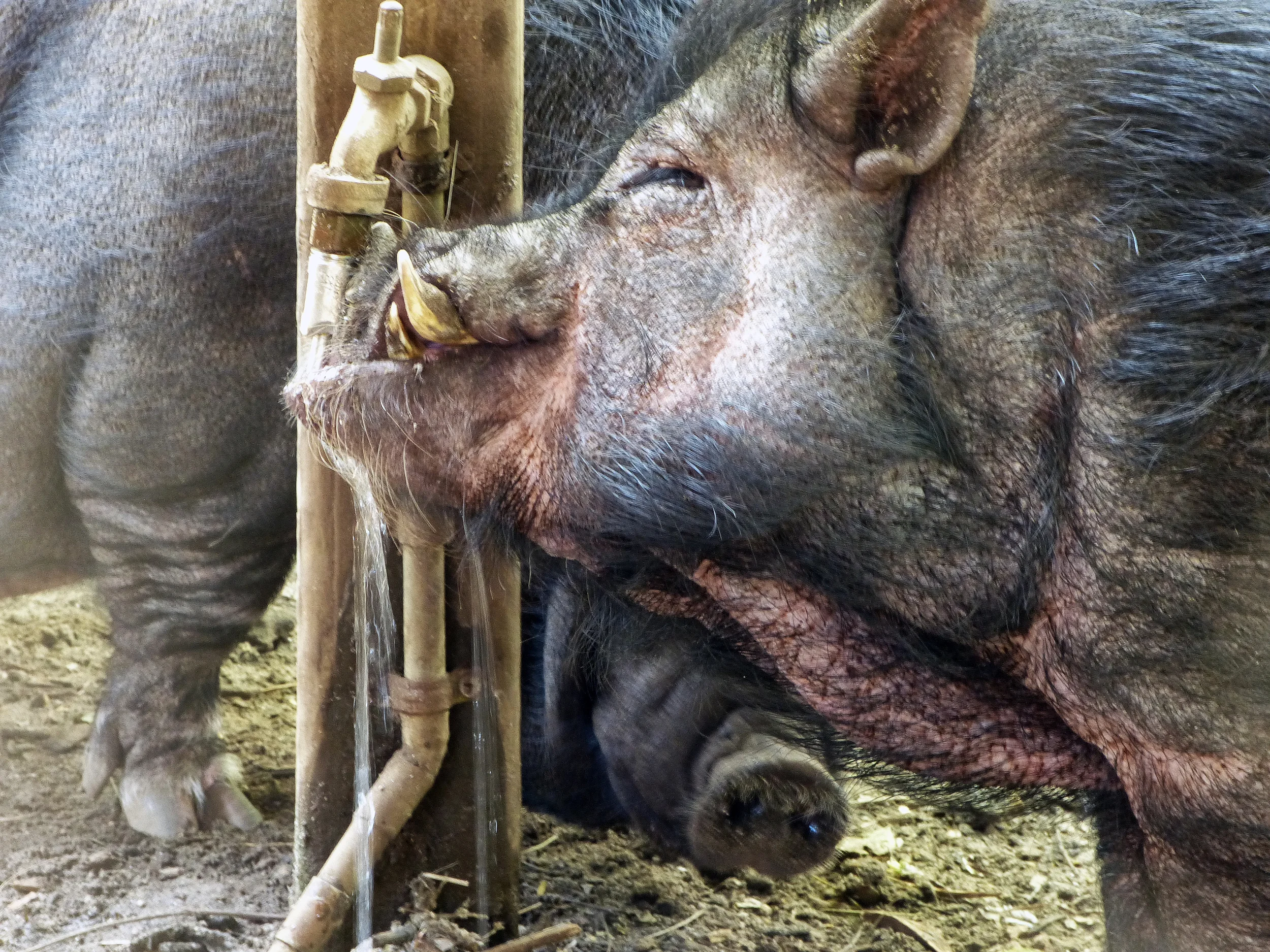 Rescue Boar and Vietnamese Potbelly Pig