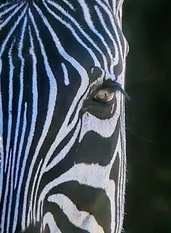 Zebra Looking at Me