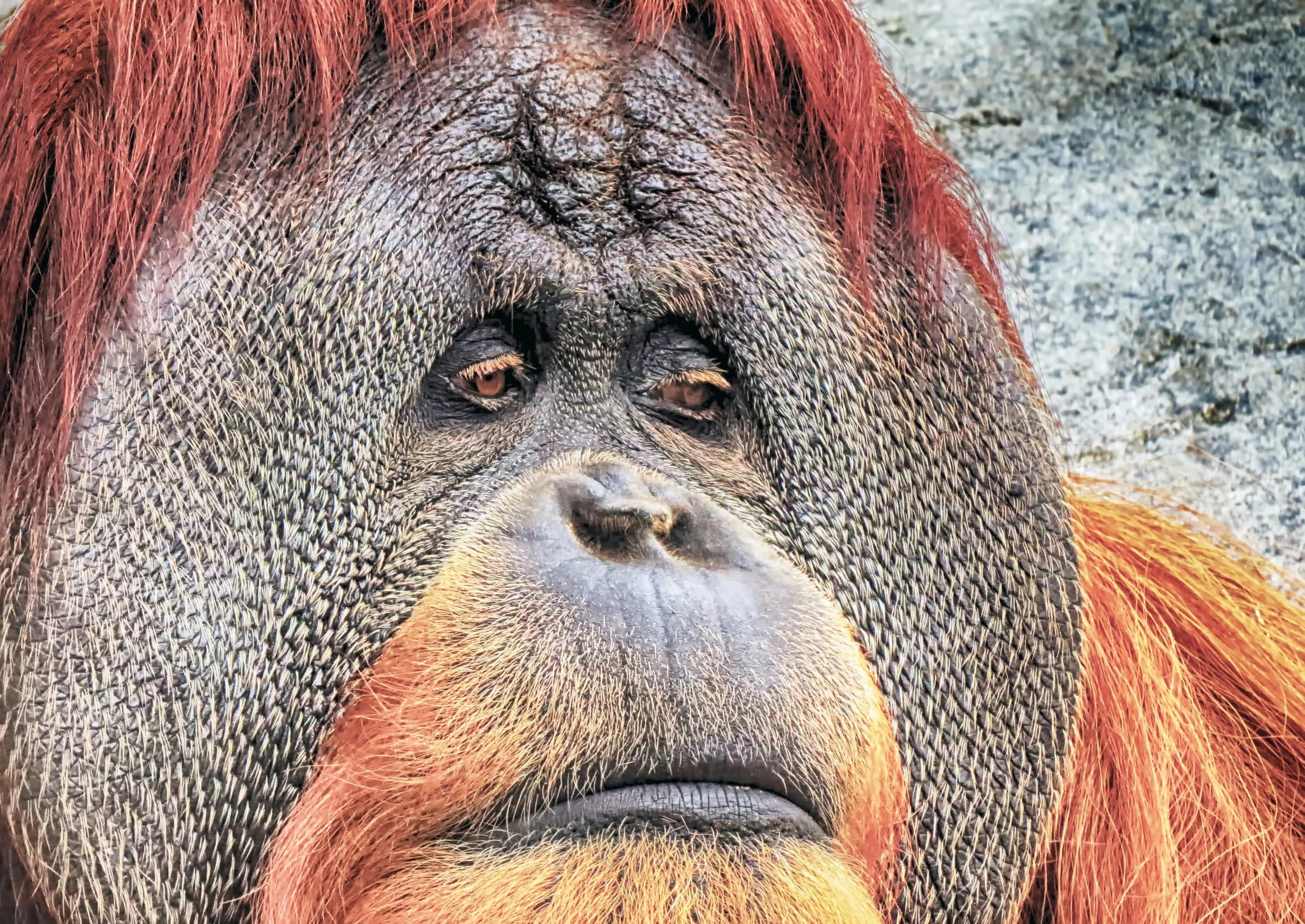 Orangutan