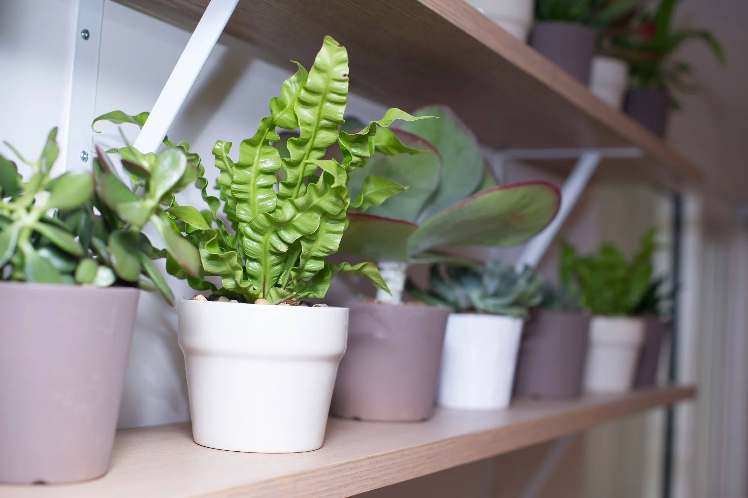 MNDFL_shelving.jpg