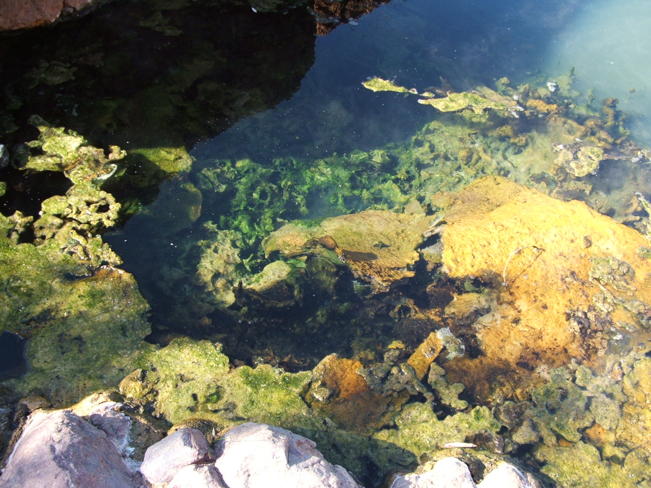 Mats of extremophile bacteria living in the radioactive hot springs around Arkaroola. The radon gas released from the springs makes the area too dangerous to visit except on windy days. Source: Mars Society of Australia