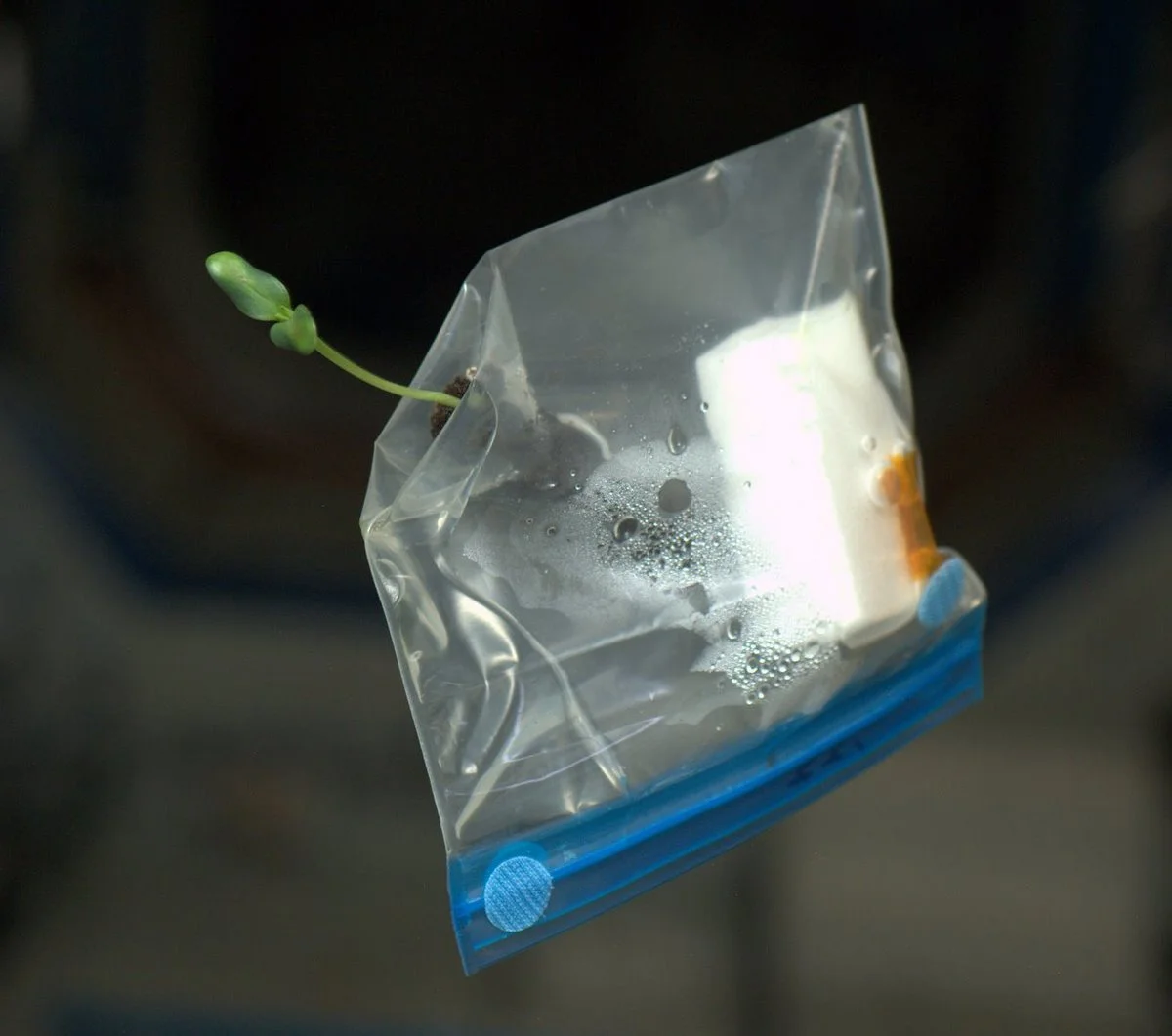 One of Chicks In Space's heroes is Nasa astronaut Don Pettit whose Diary of a Space Zucchini documented the ups and downs of a plant growth experiment on the International Space Station. Credit: Nasa/Don Pettit