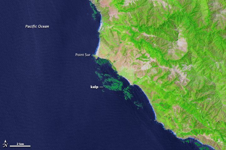 Kelp forests beneath the surface of the Pacific Ocean off the coast of California. These enhanced Landsat images use near-infrared light to see just beneath the surface. Source: USGS via Nasa/EarthObservatory