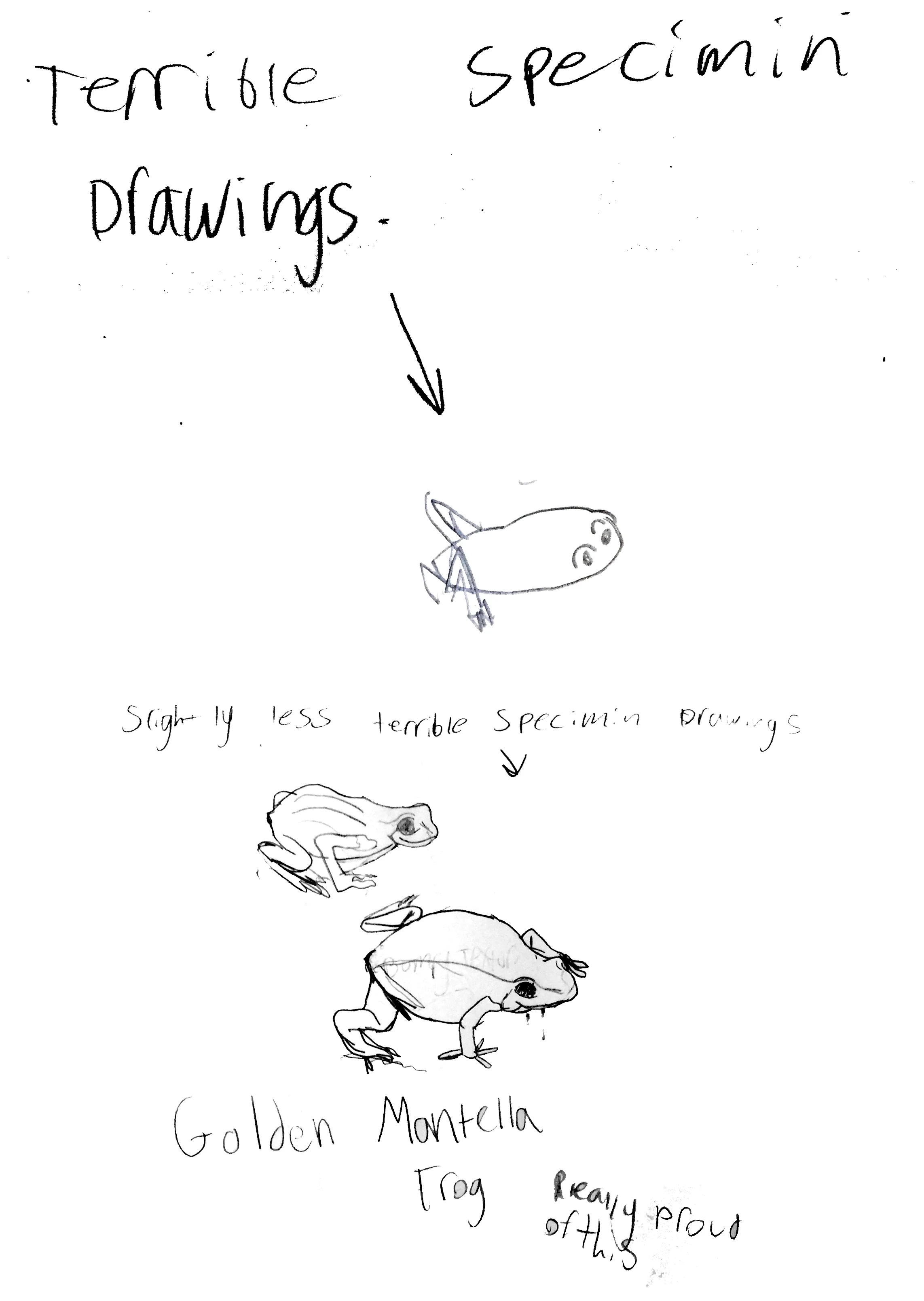 A_frogs.jpg