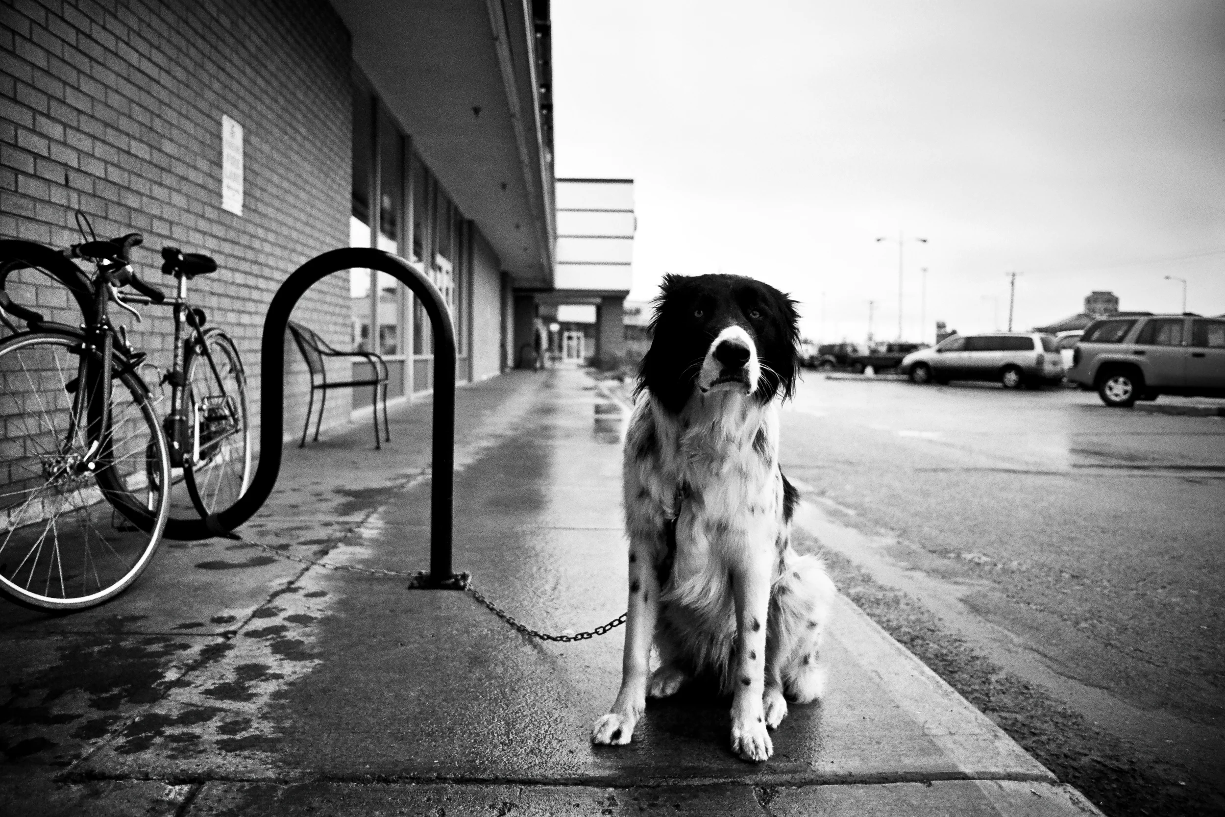 Kaladi Dog_.jpg
