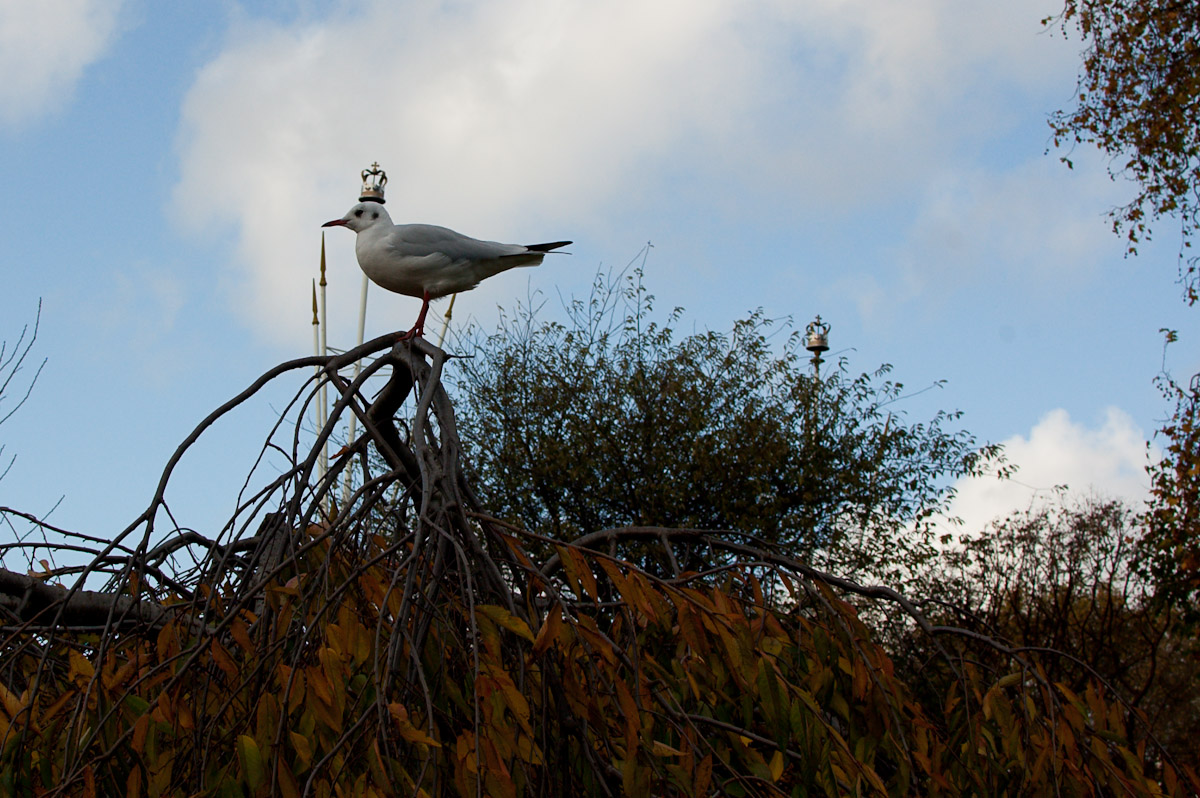 Bird King