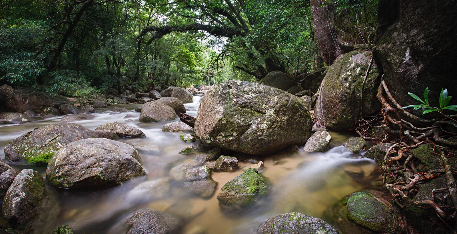 Mossman Gorge, Daintree Rain Forest, Queenland, AUSTRALIA