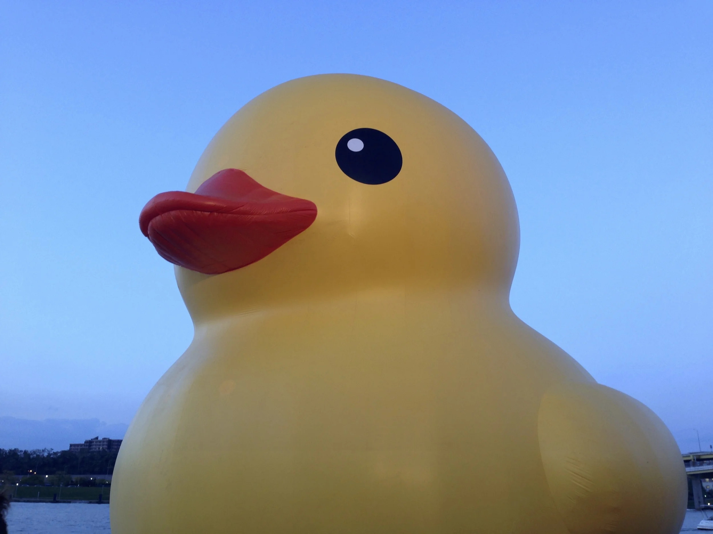 The Duck